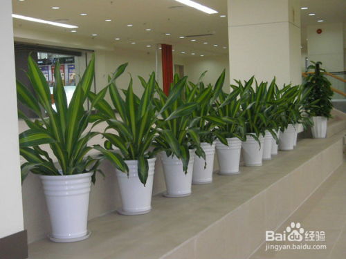 深圳花木租擺與園林綠化 從施工到養護的全程解析